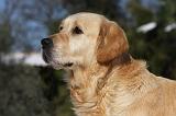GOLDEN RETRIEVER 809
